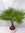 Washingtonia robusta 160 cm - Stamm 40 cm - Petticoat Palme