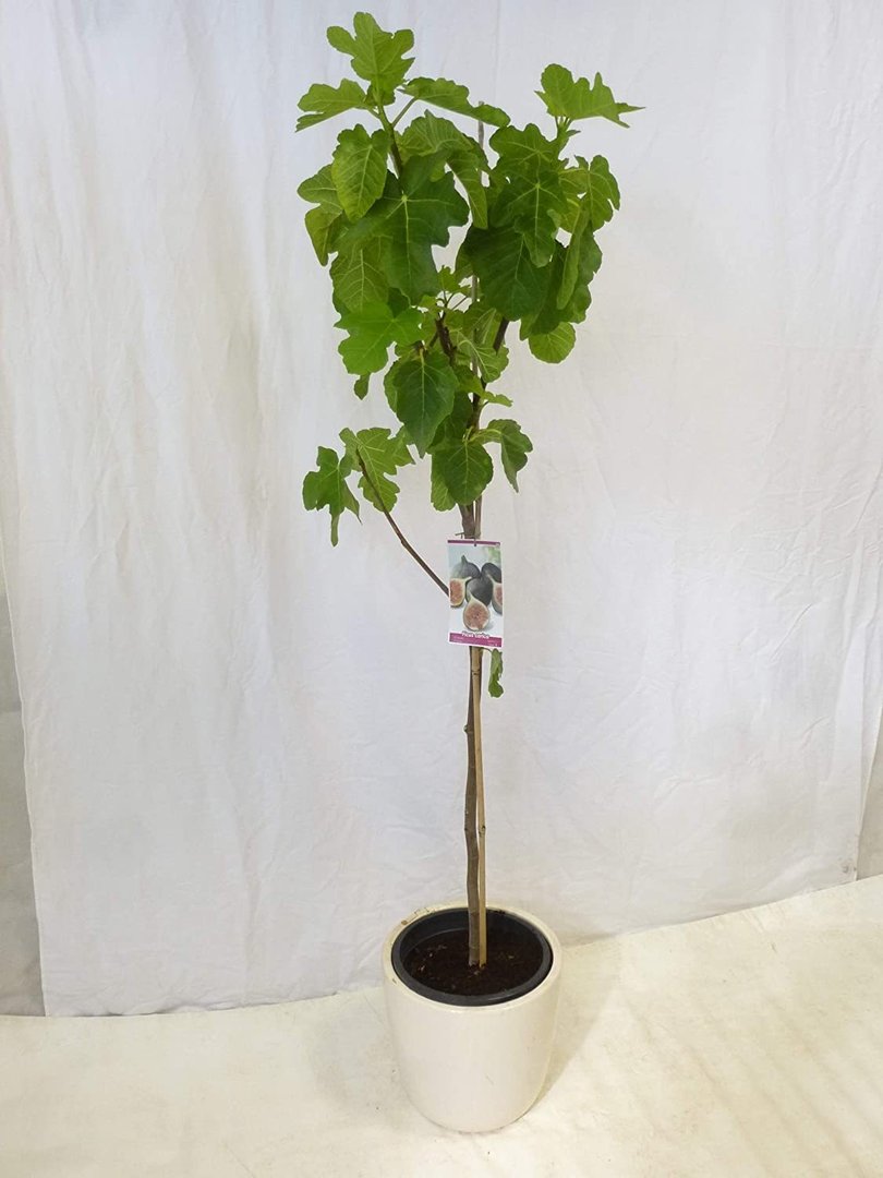 Ficus carica 170 cm - Echter Feigenbaum