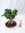 Ficus microcarpa GINSENG 50 cm- große Schale 31x23 cm - // Zimmerpflanze BONSAI