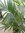 Ölpalme 160 cm - Elaeis guineensis - Tico Palm - Zimmerpalme - selten!