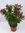 Oleander 90 cm -Busch - Nerium oleander - mediterrane Pflanze (ROT)